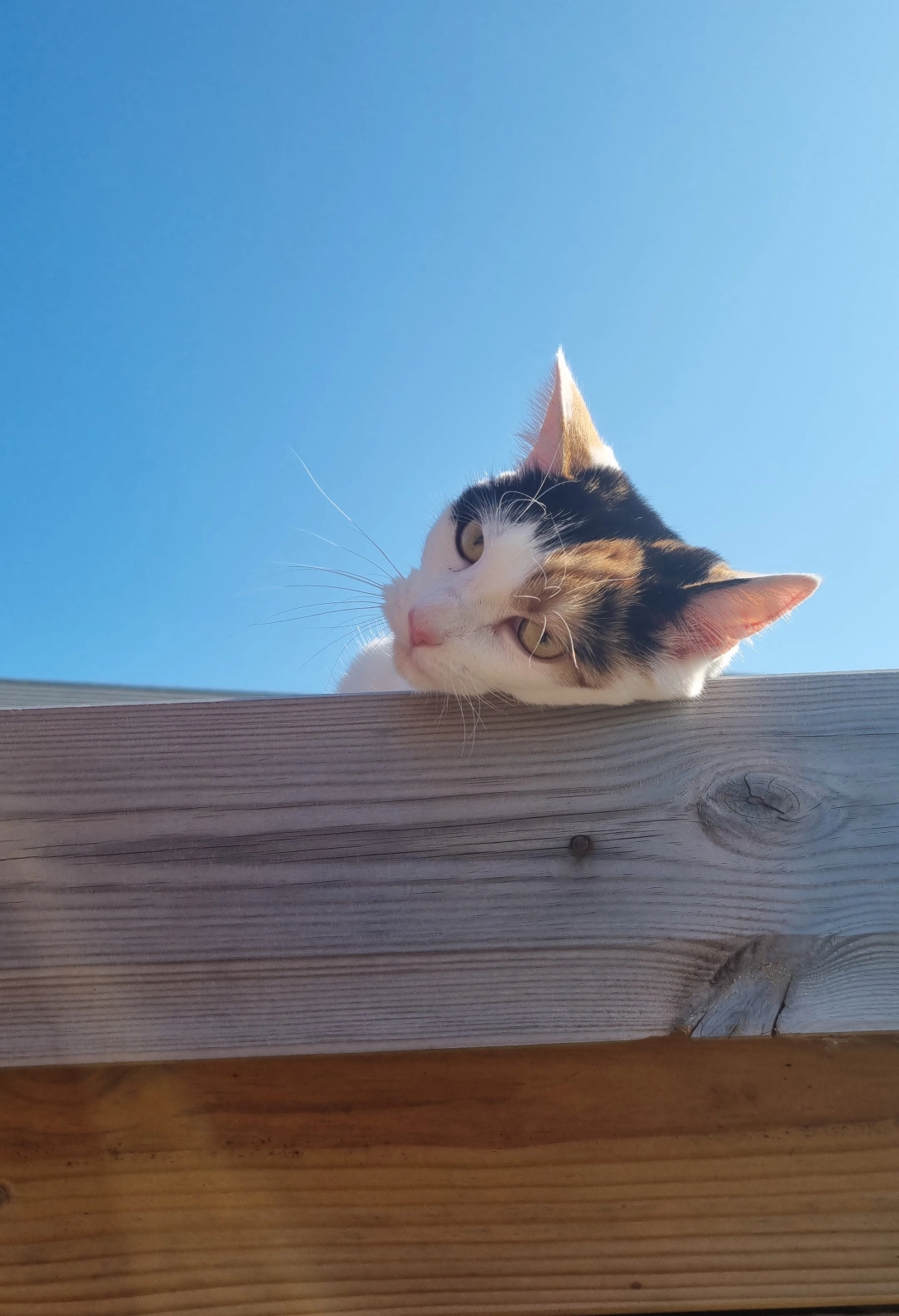 Content from User Gallery