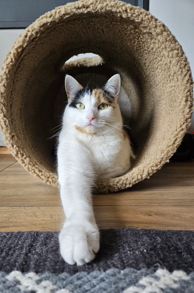 Content from User Gallery